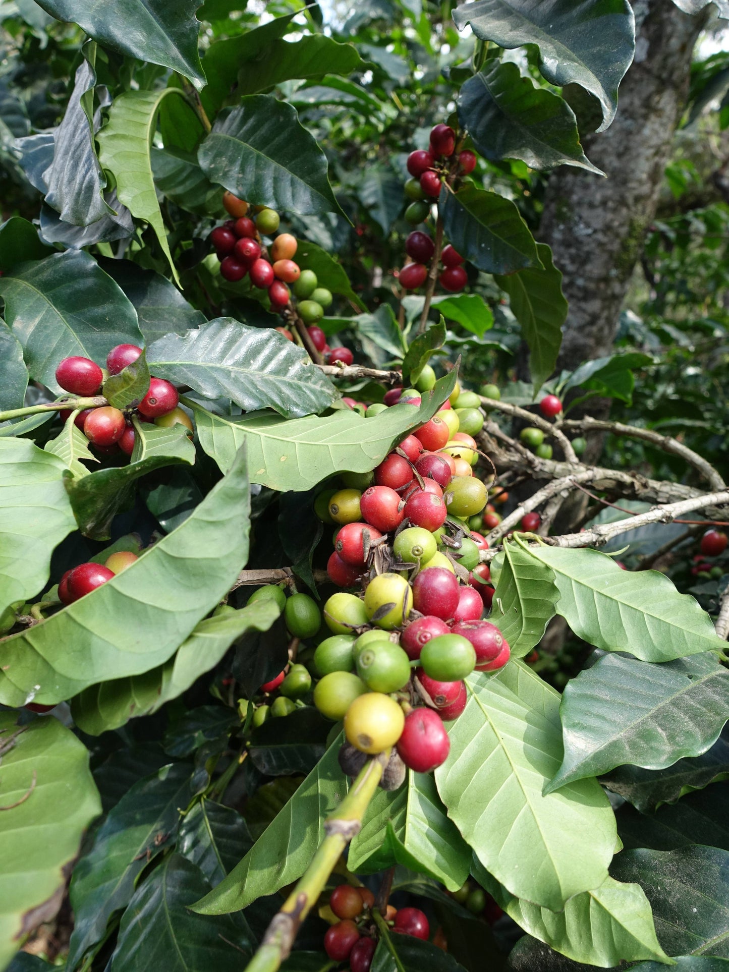 Finca Filadelfia - Bourbon & Caturra - Washed Guatemalan Coffee