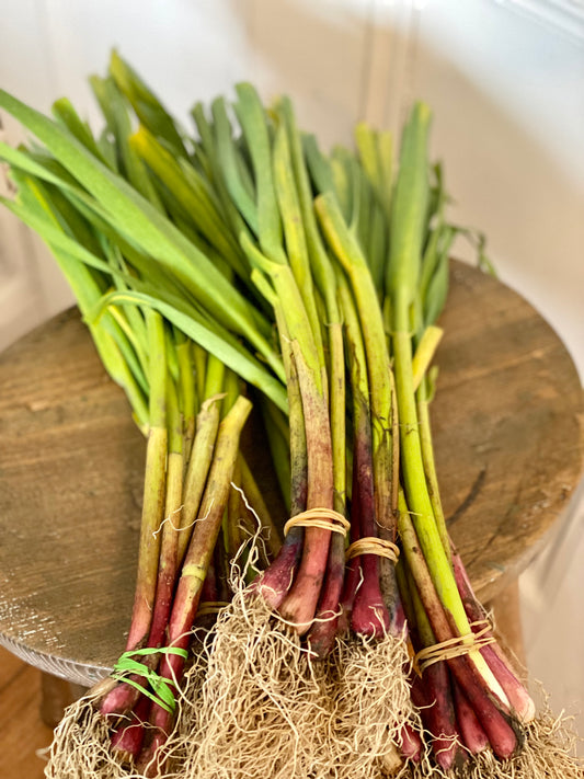 Organic Long Red Florence Onions - UK