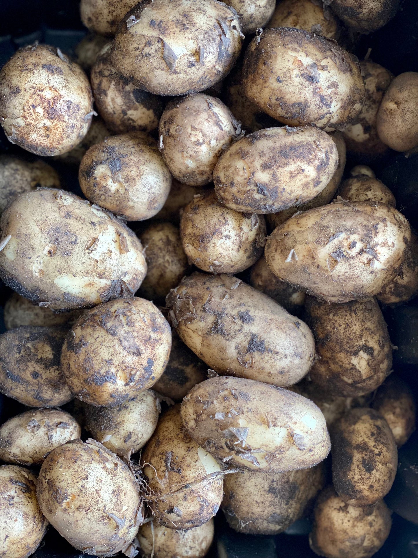 Organic Rocket Potatoes - UK