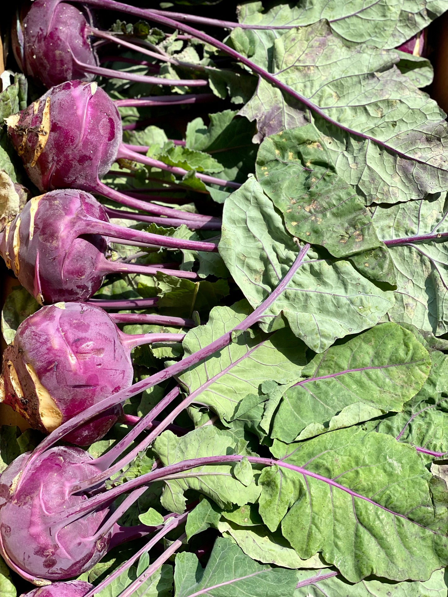 Organic Purple Kohlrabi with Tops - UK