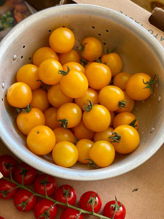 Organic Yellow Plum Tomatoes