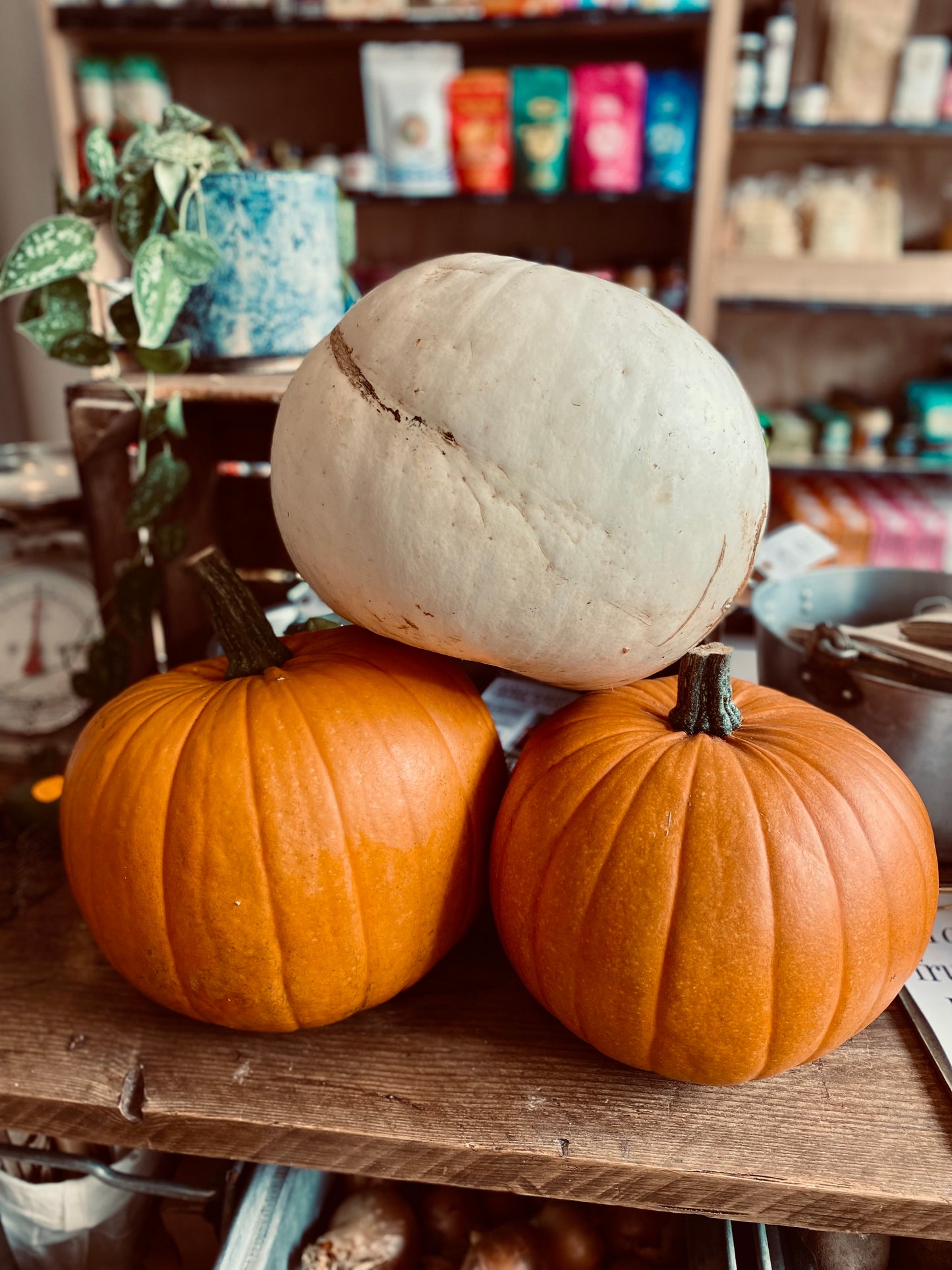 Organic Halloween Pumpkin - UK
