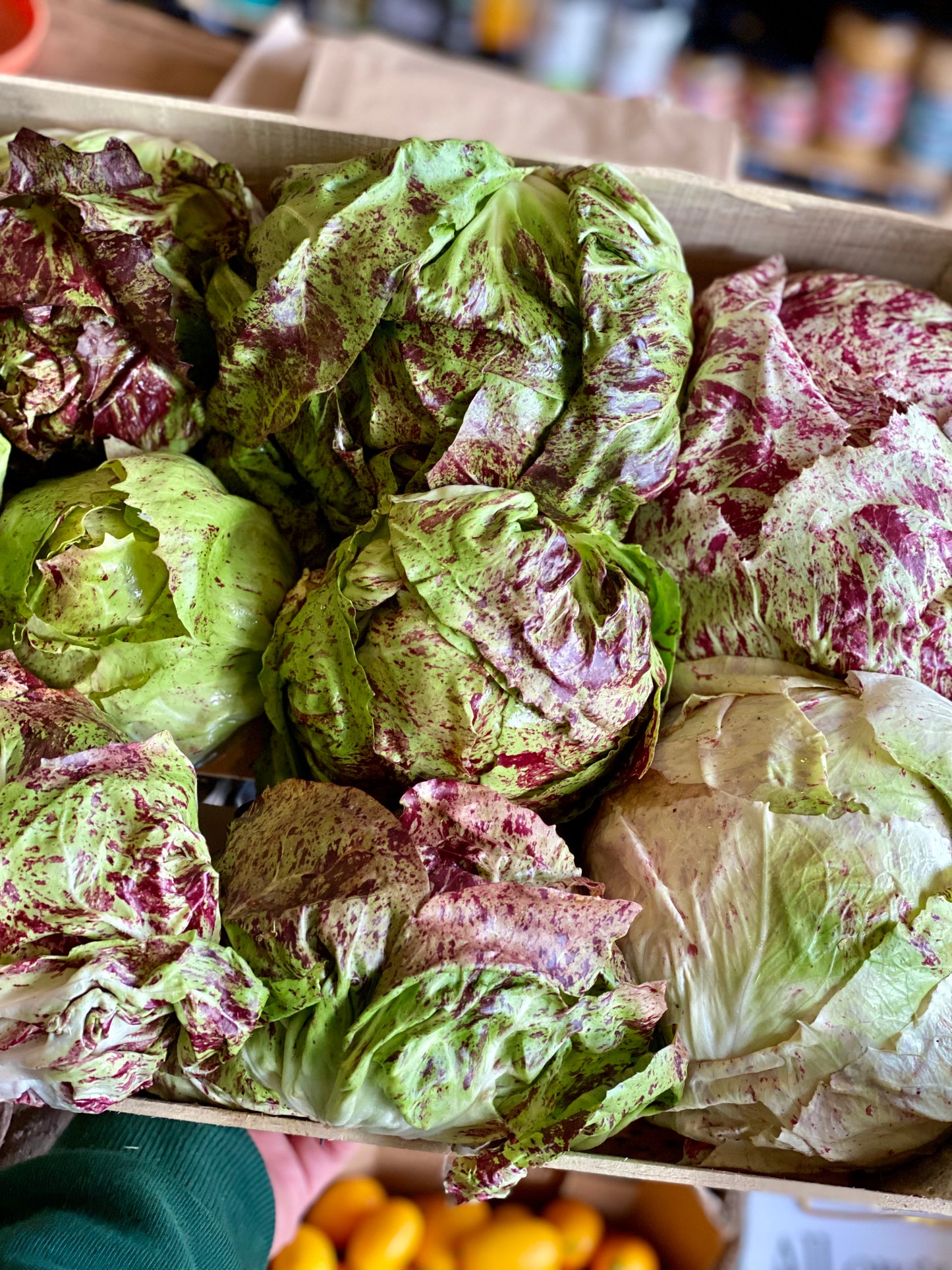 Organic Baby Radicchio - UK