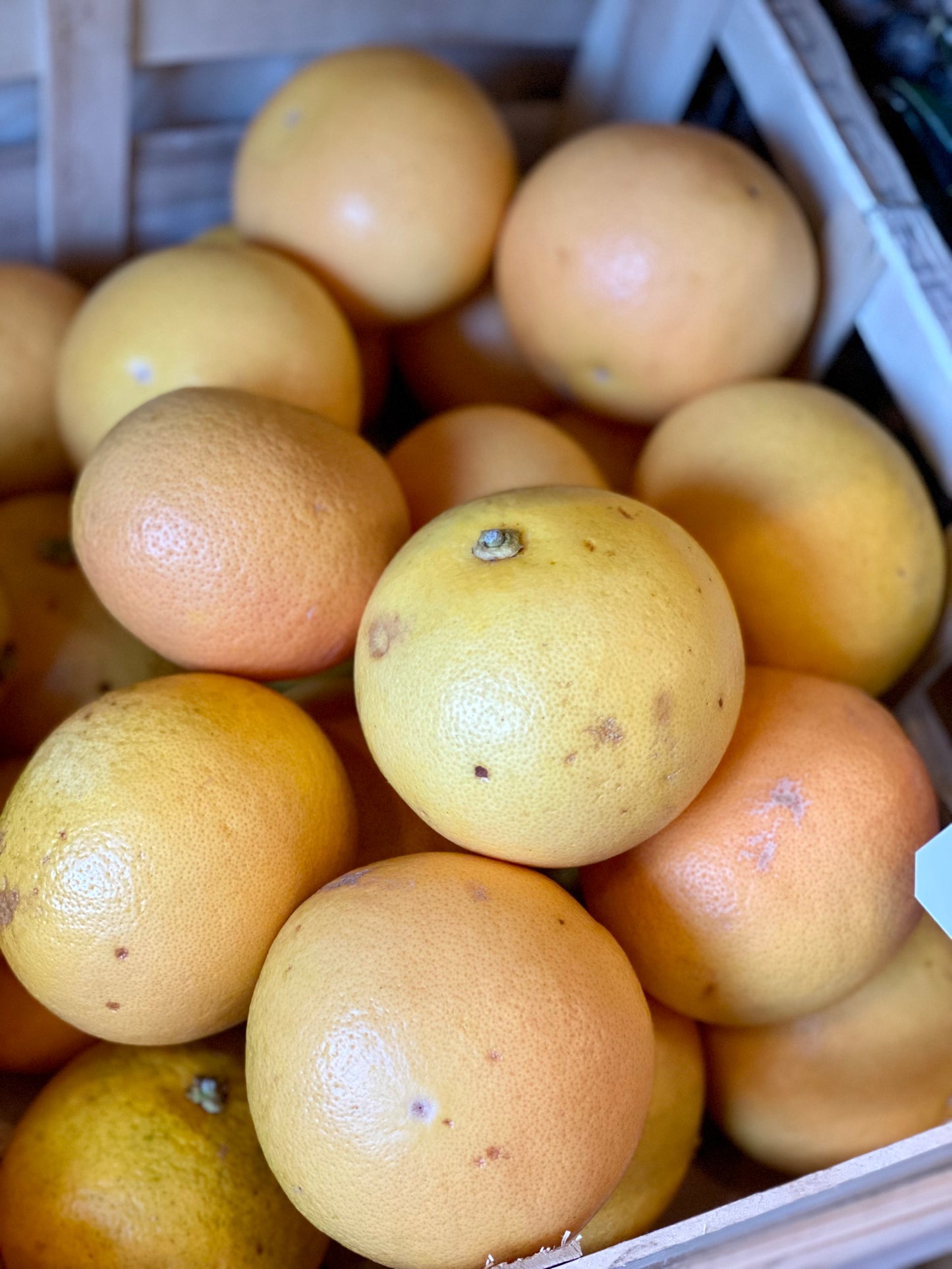 Organic Red Grapefruits