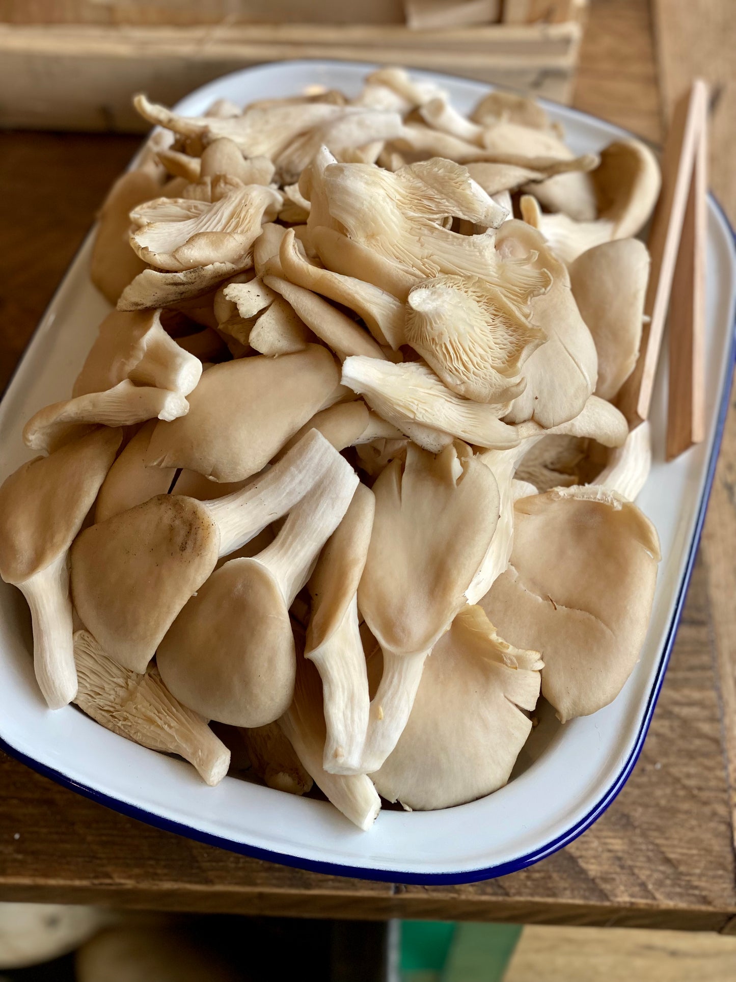 Organic Grey Oyster Mushrooms
