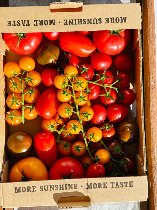 Organic IoW Heirloom Tomatoes - UK