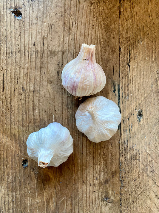 Organic IoW Maddock Garlic - UK