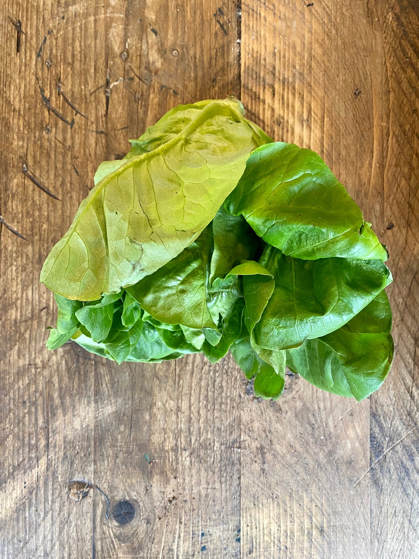 Organic Cos Lettuce - UK