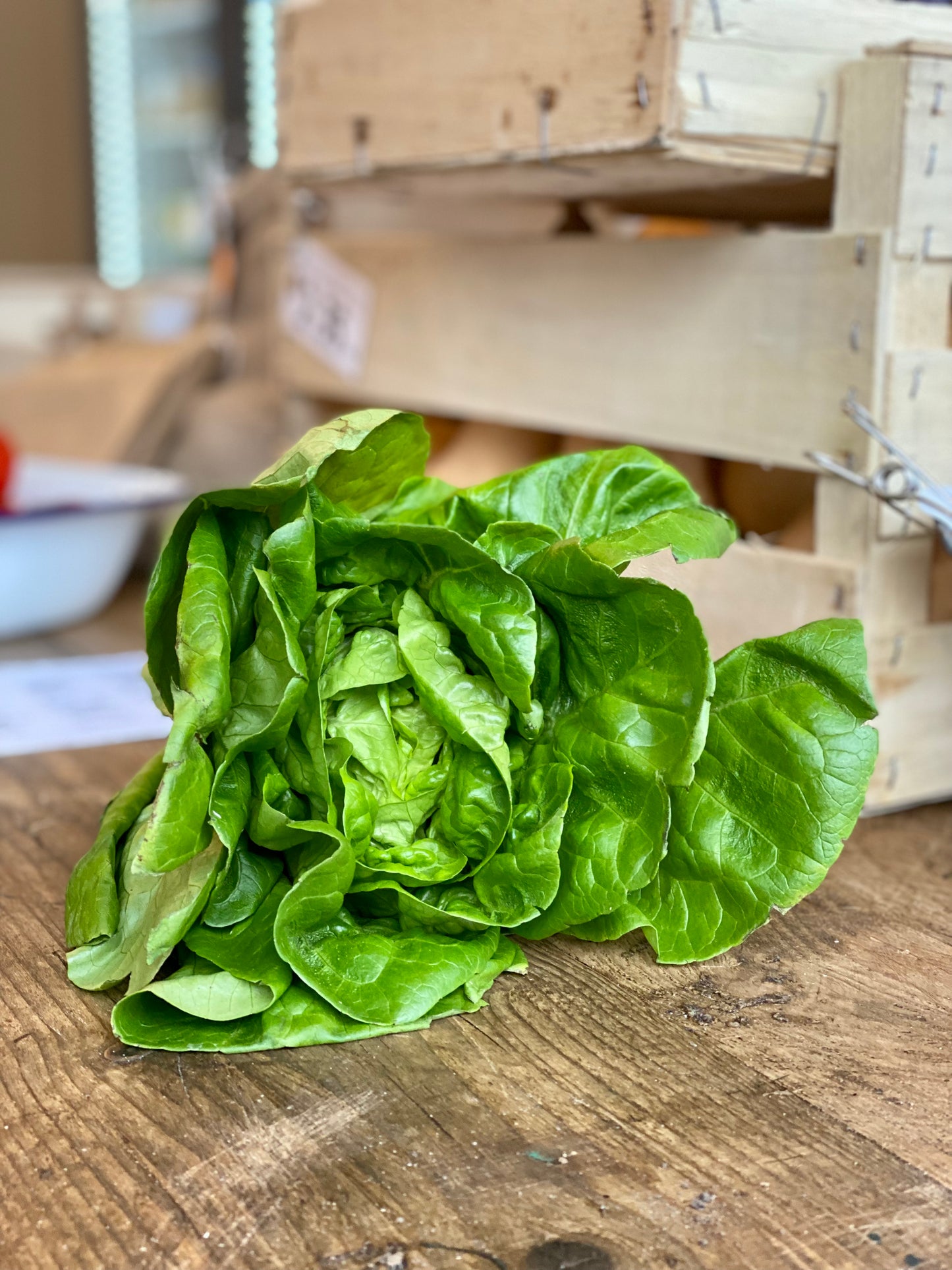 Organic Cos Lettuce - UK
