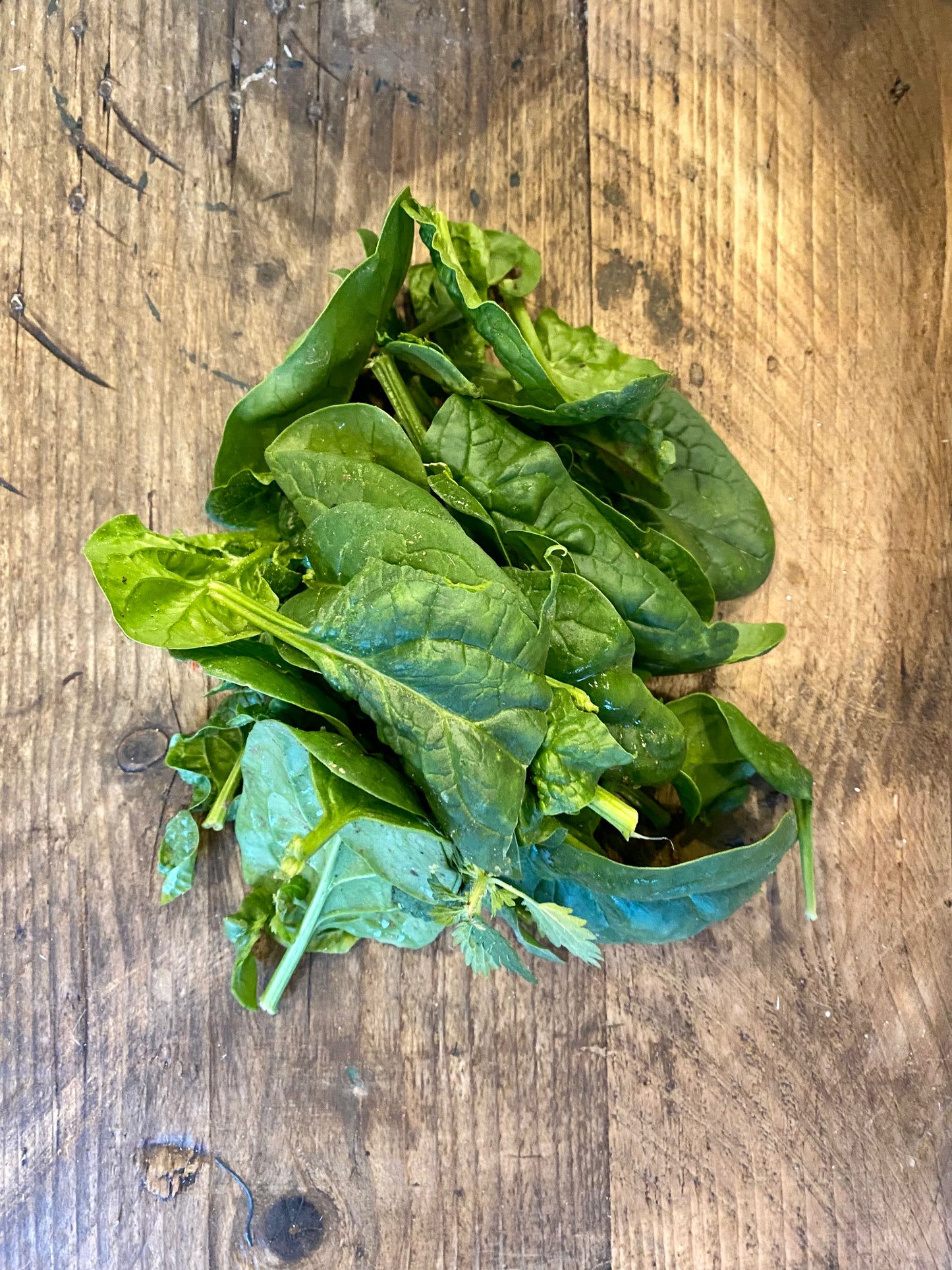 Organic Perpetual Spinach - UK