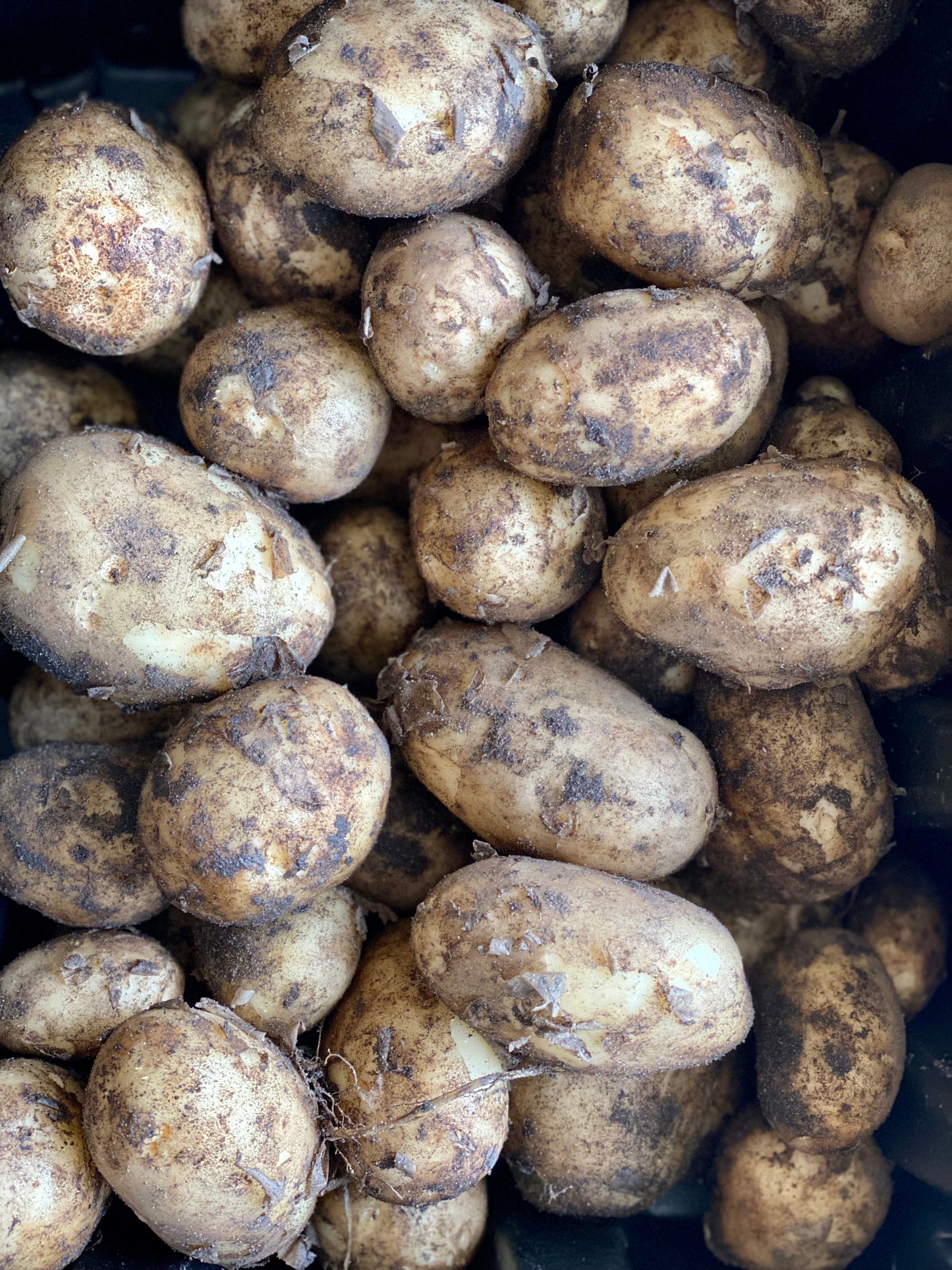 Organic Carolous Potatoes - UK