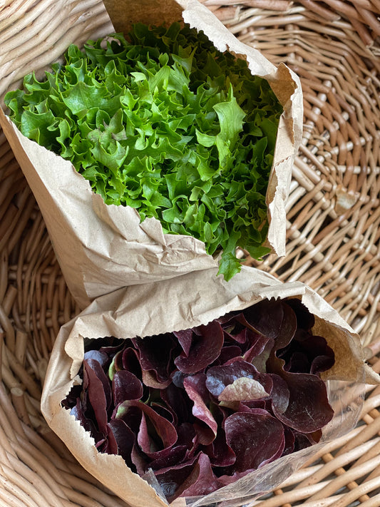 Organic Red Little Gem Lettuce