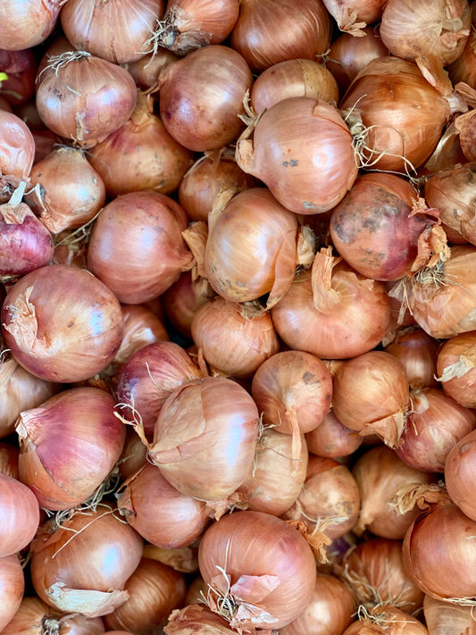 Organic Long Shallots