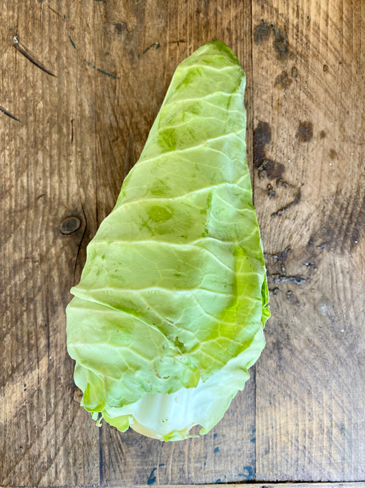 Organic Pointed Cabbage