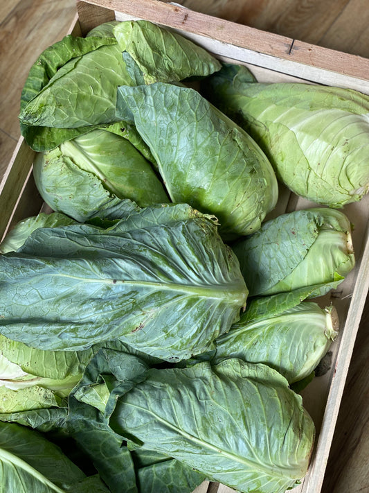 Organic Hispi Cabbage - UK