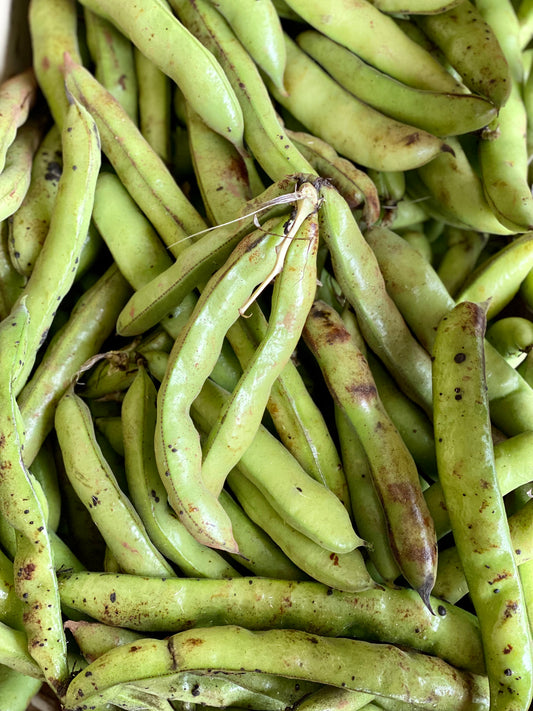 Organic Broad Beans