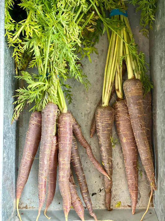 Organic Bunched Rainbow Carrots - UK