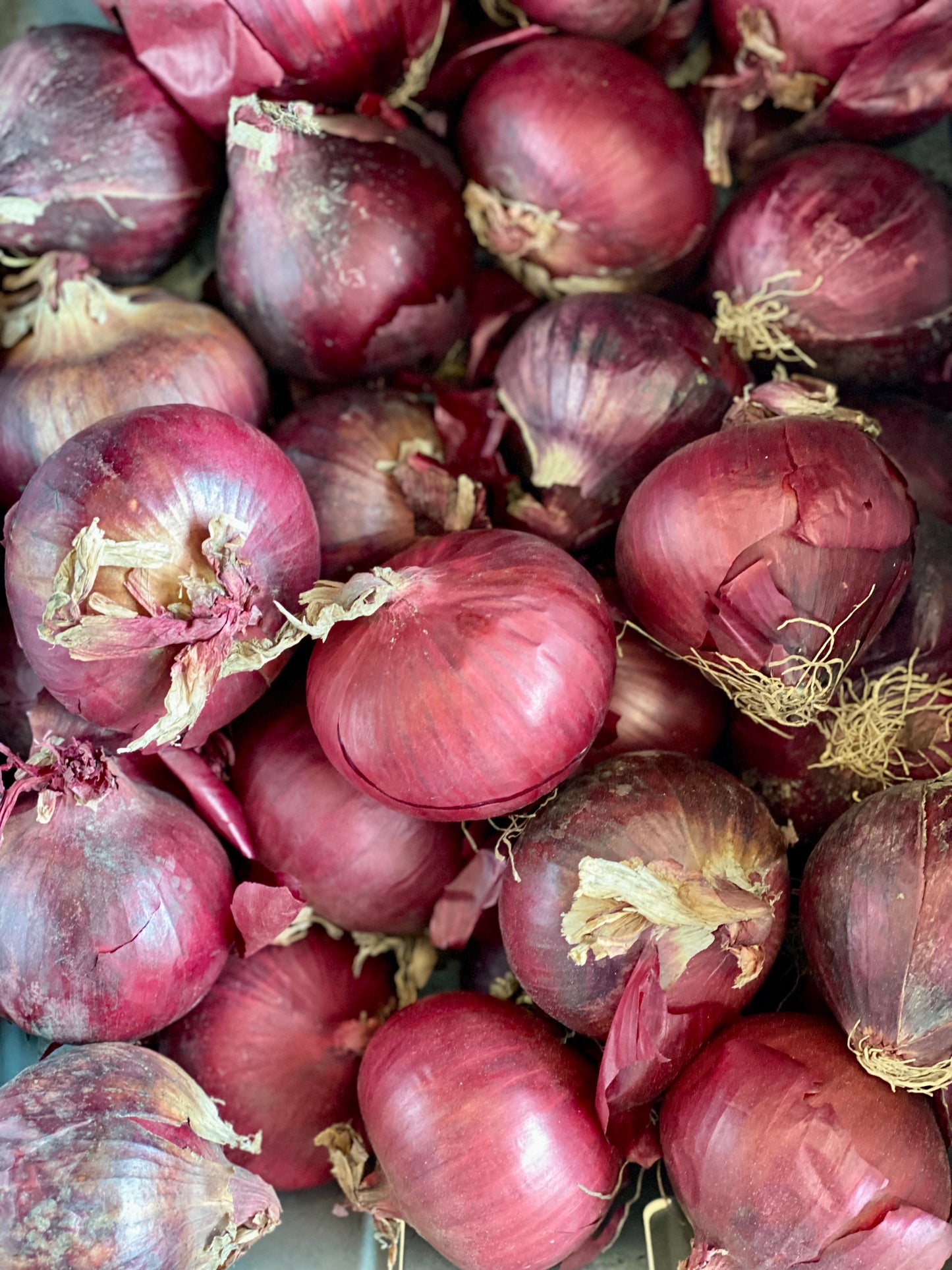 Organic Red Onions - UK