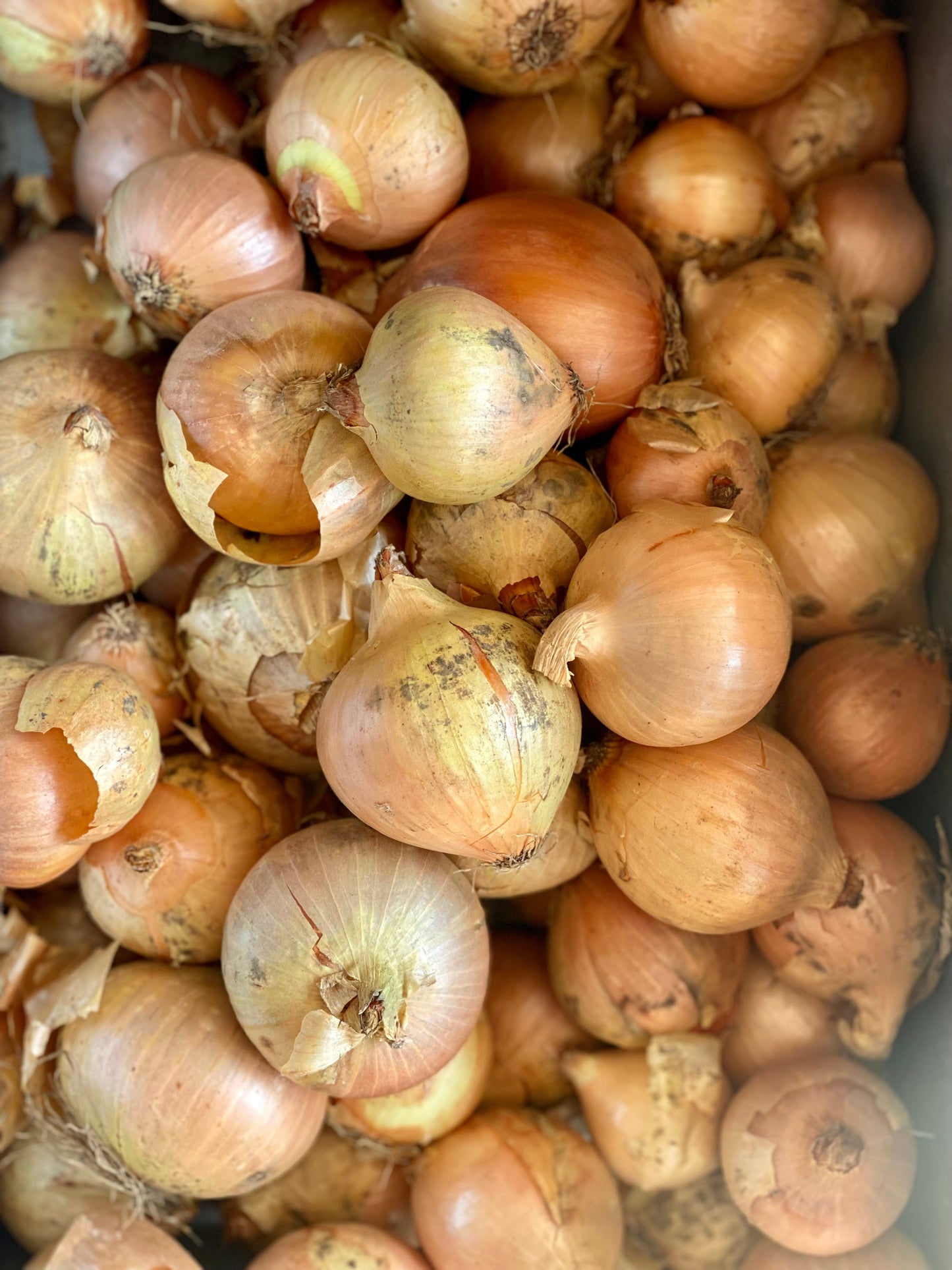 Organic Yellow Onions - UK