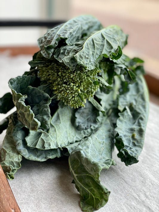 Organic Aztec Broccoli - UK