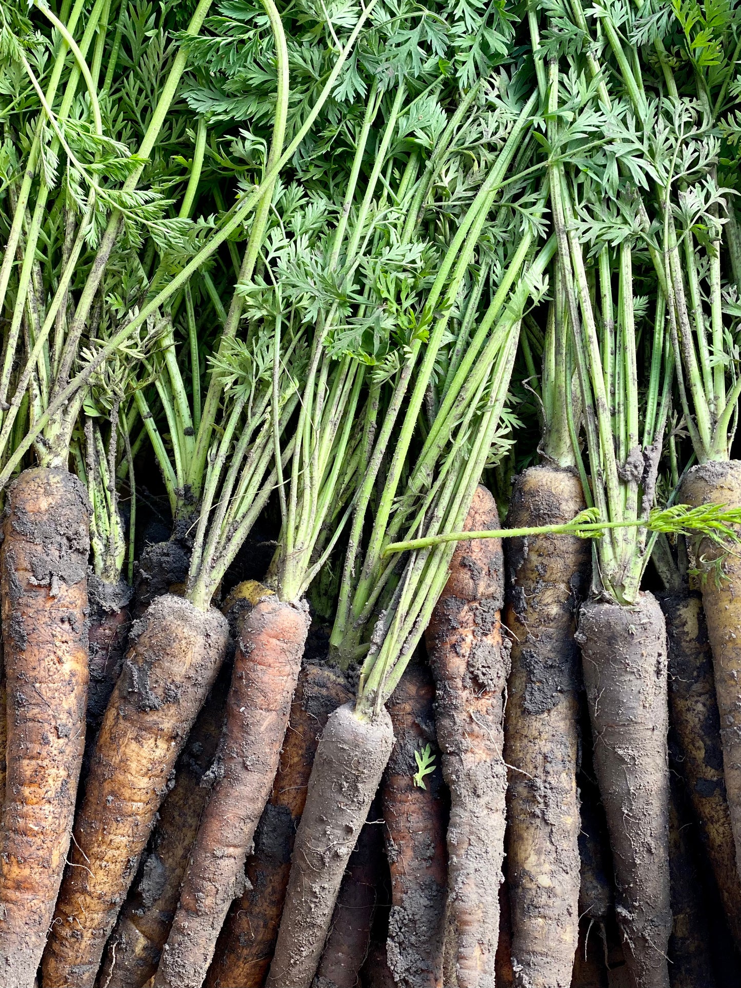 Organic Rainbow Carrots - UK