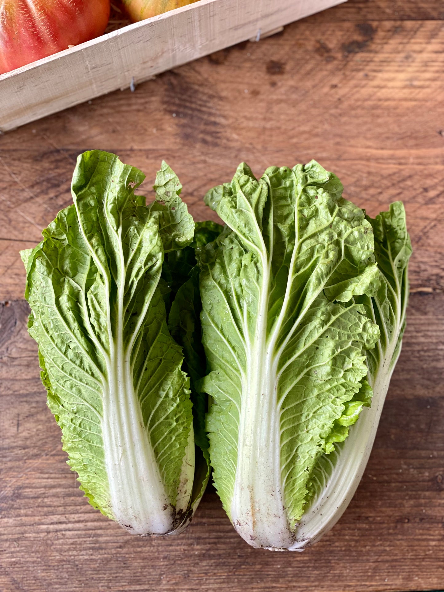 Organic Purple Napa Cabbage - UK