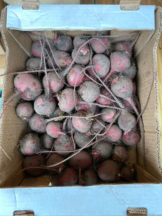 Organic Chioggia Beetroot - UK