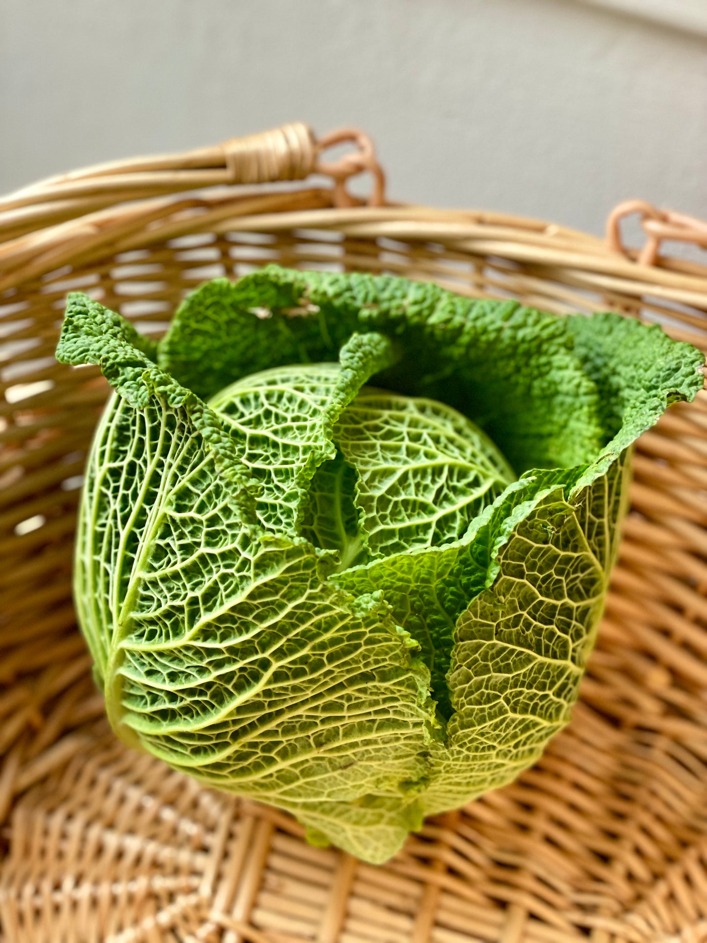 Organic Savoy Cabbage - UK