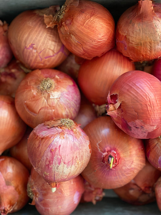 Organic Pink Roscoff Onions