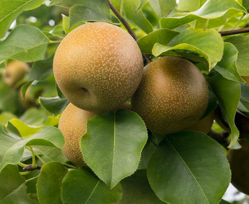 Organic Nashi Pears