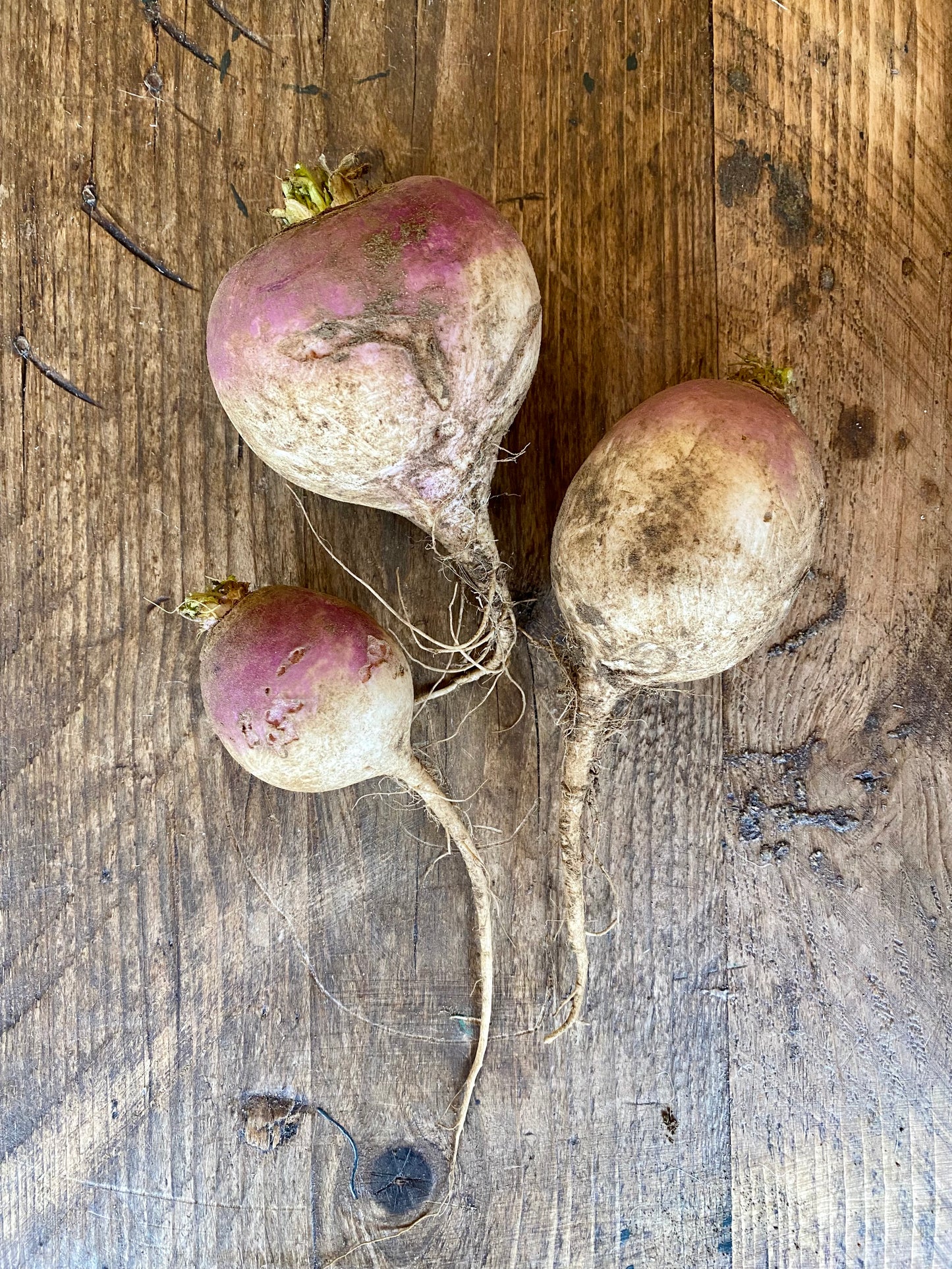 Organic Milan Purple Top Turnips - UK