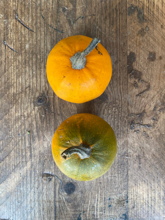 Organic Acorn Honeybear Squash