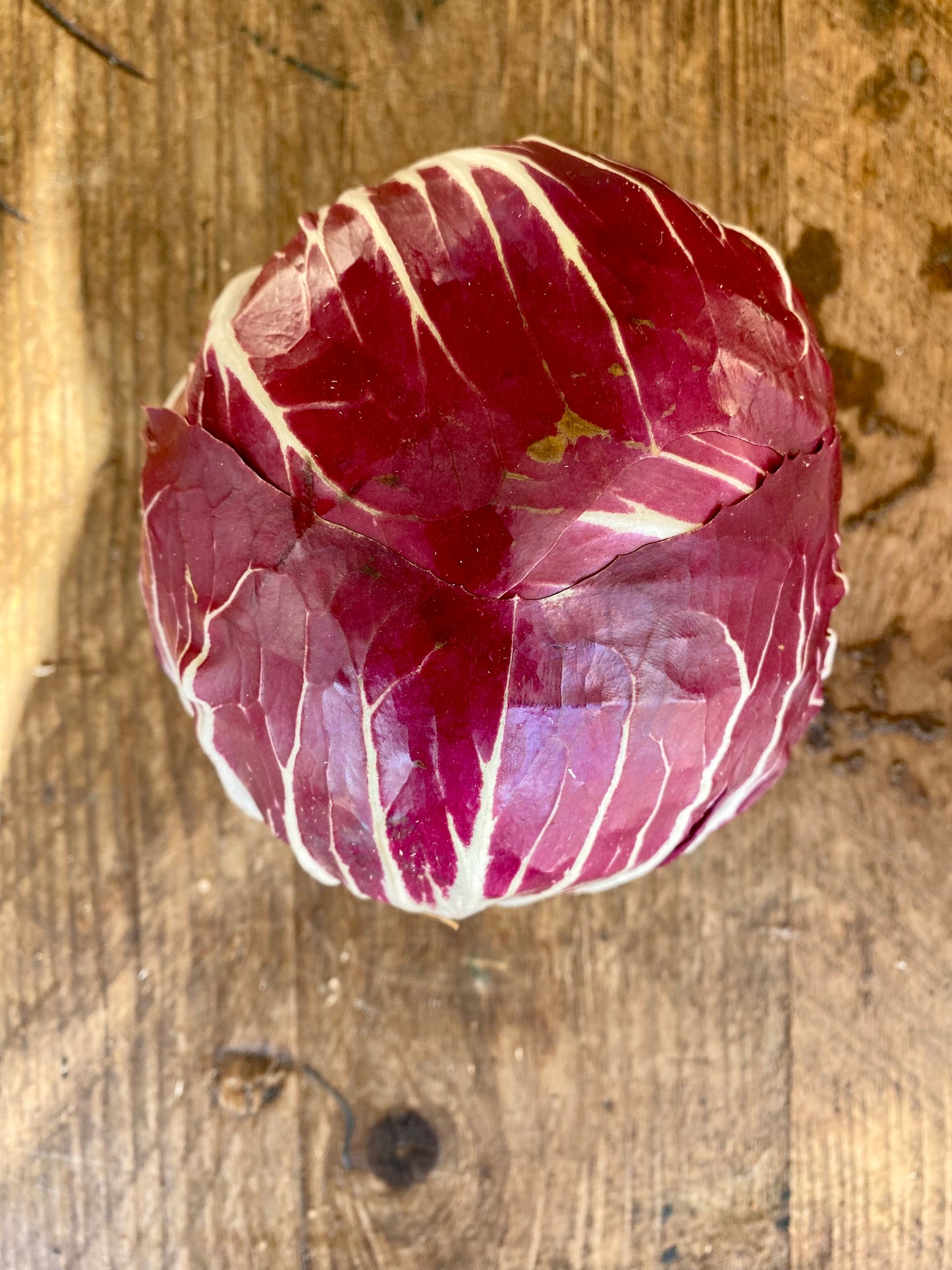 Organic Baby Radicchio - UK
