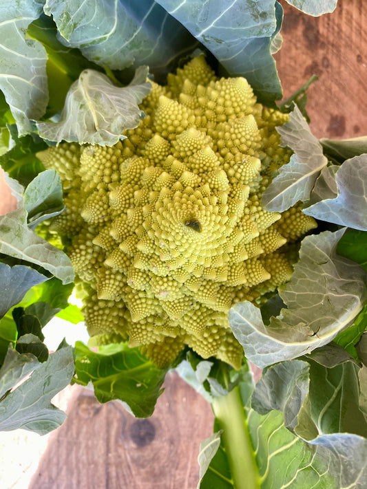 Organic Romanesco Cauliflower - UK