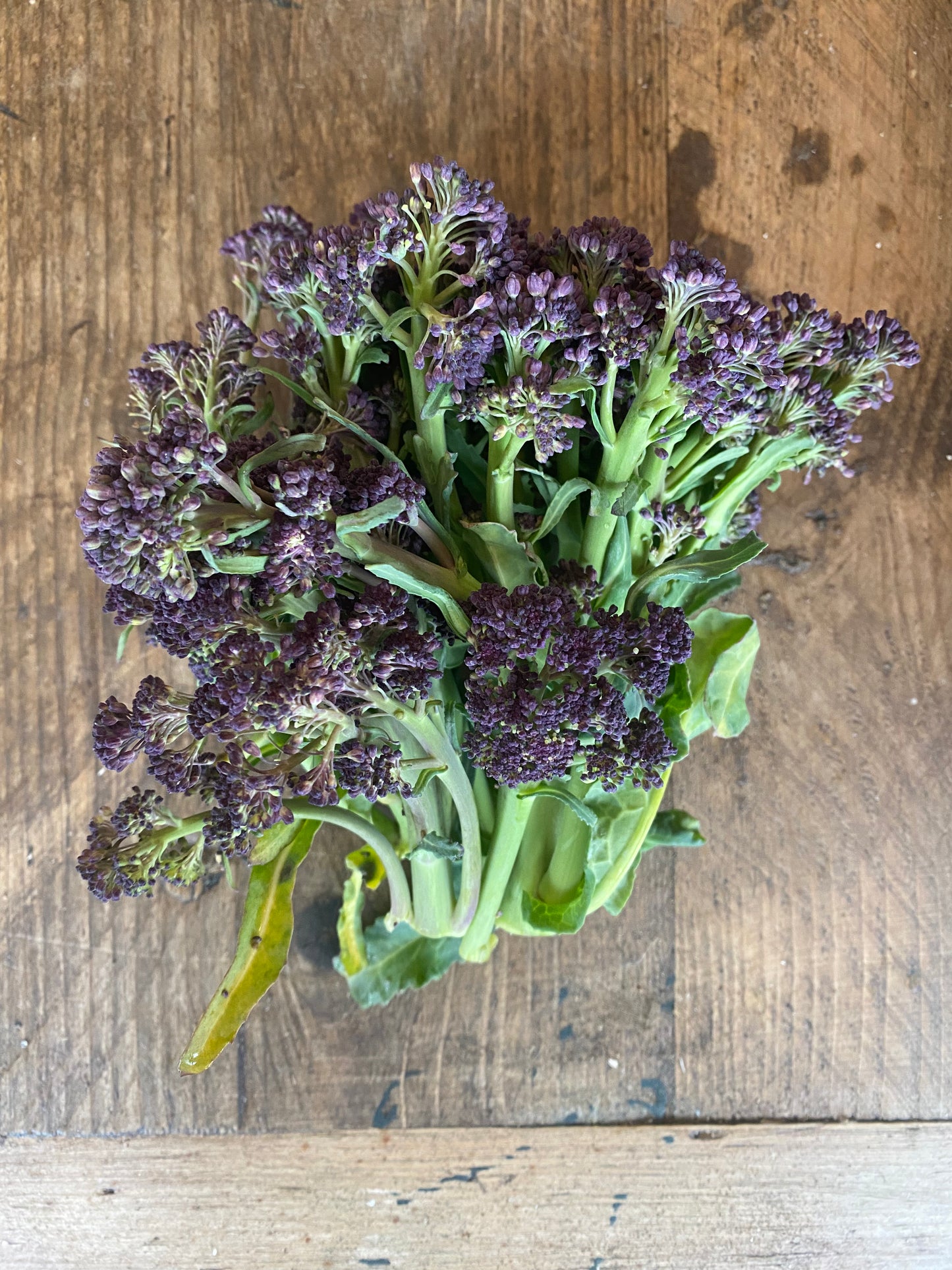 Organic Purple Sprouting Broccoli - UK