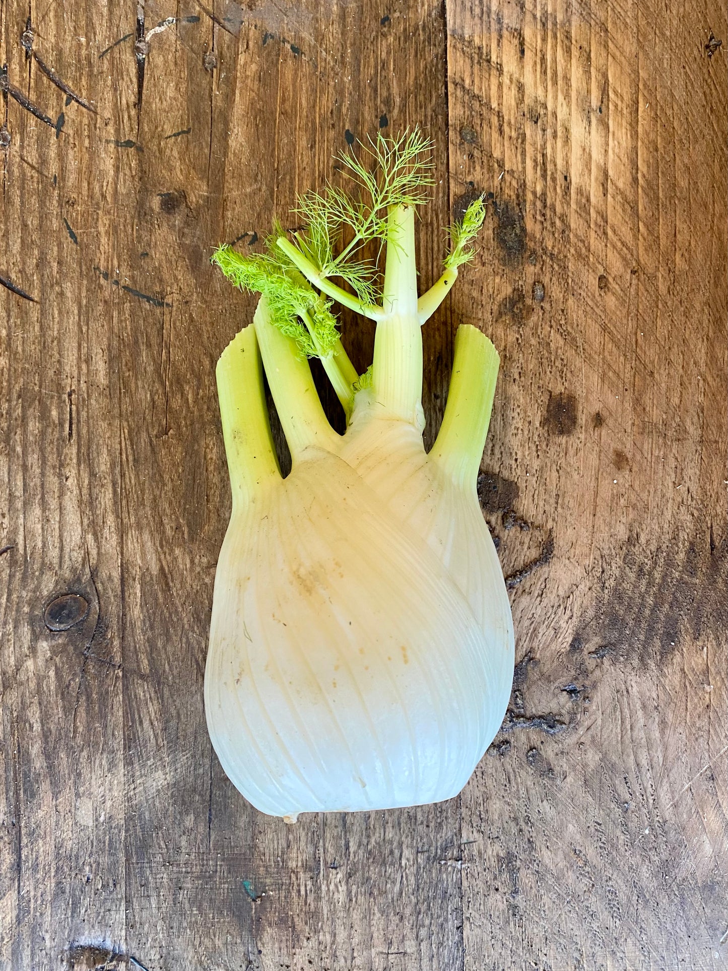 Organic Fennel