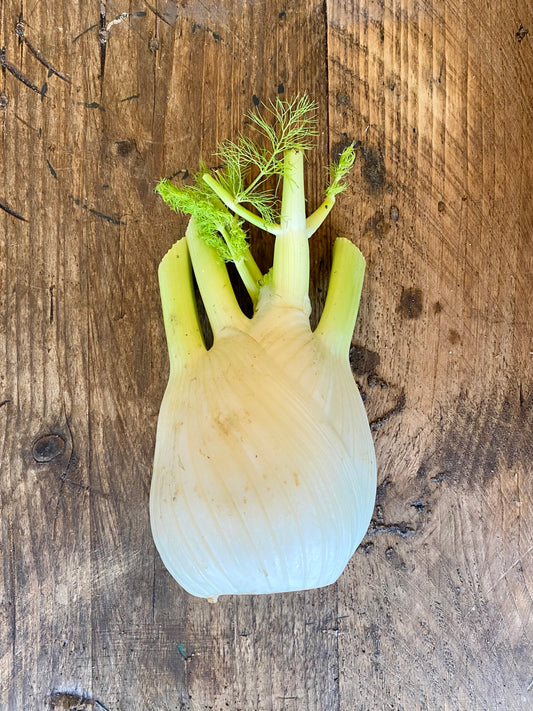 Organic Fennel - UK