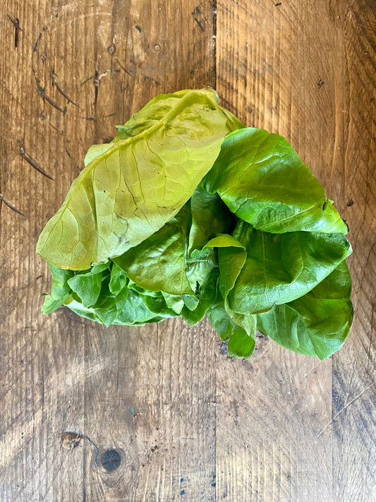 Organic Cos Lettuce - UK
