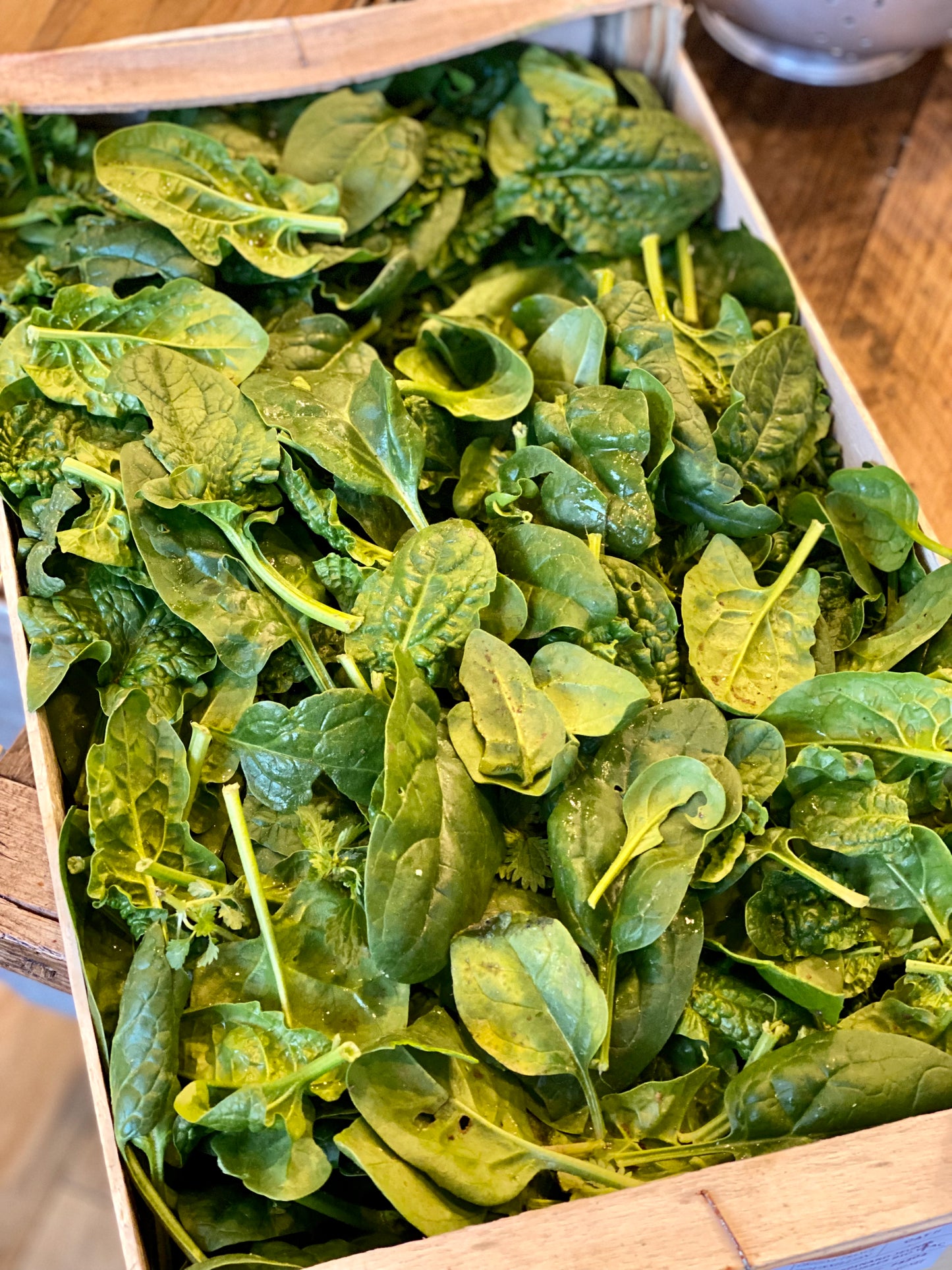 Organic Perpetual Spinach - UK